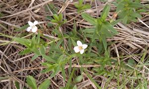 Gratiola officinalis